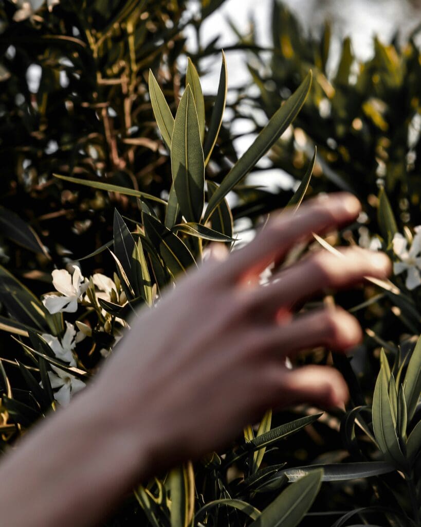 a hand reaching for leaves on a tree in a setting that promotes mental health support and wellness