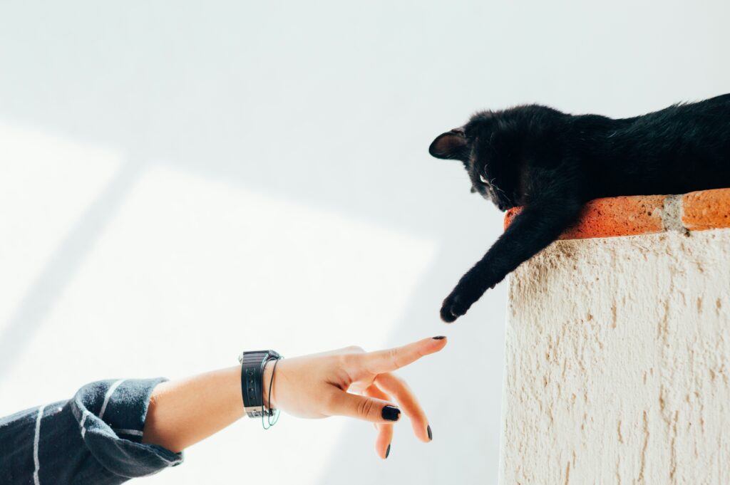 Benefits of Pet Therapy